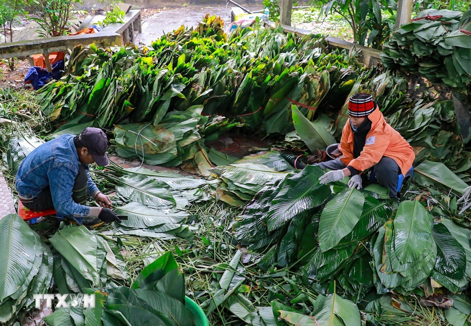 Những bó lá dong xanh mướt được lựa chọn kỹ lưỡng, rửa sạch và xếp ngay ngắn, sẵn sàng cho công đoạn gói bánh. (Ảnh: Khánh Hòa/TTXVN)