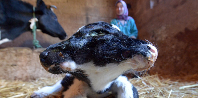 Con bê sinh ra có hai đầu vẫn khỏe mạnh ở Maroc ảnh 1