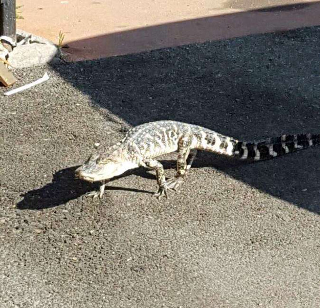 Cá sấu xổng chuồng đi lại nghênh ngang trên đường phố New York ảnh 1