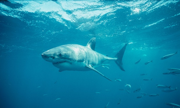 Đau lòng cảnh con gái chứng kiến cha bị cá mập cắn chết ảnh 1