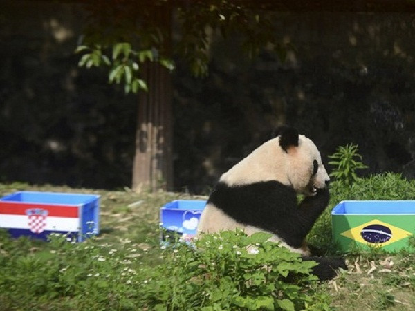 Bi kịch cổ động viên Trung Quốc đột tử vì thức đêm xem World Cup ảnh 1