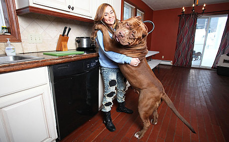 Con pitbull khổng lồ có thể ngoạm cánh tay người như...xỉa răng ảnh 2