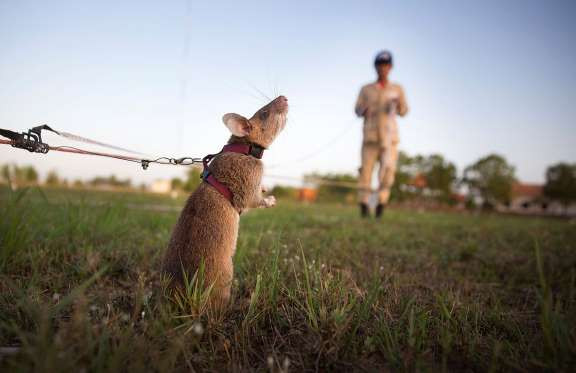 "Chuyên gia chuột" giúp Campuchia gỡ bom mìn sót lại từ chiến tranh ảnh 1