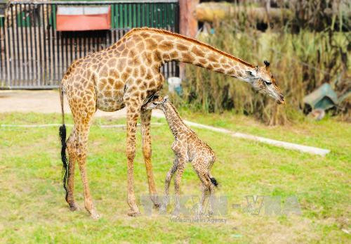 Hươu cao cổ Nam Phi sinh con tại vườn thú Đại Nam ảnh 1