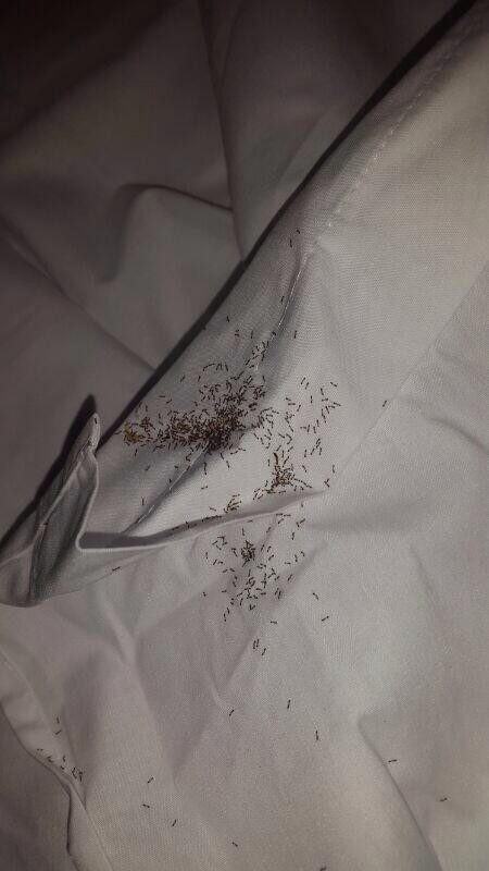 Giường của thủ môn Uruguay bị hàng trăm con kiến tấn công ảnh 2