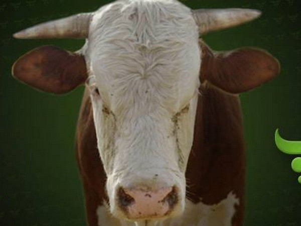 Bò thông thái Max dự đoán đội tuyển Anh sẽ nhất bảng D ảnh 1