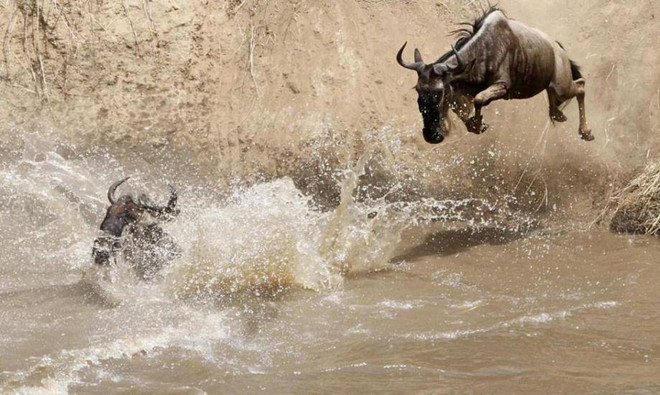 [Photo] Kỳ vĩ cảnh đàn linh dương đầu bò vượt qua sông cá sấu ảnh 2