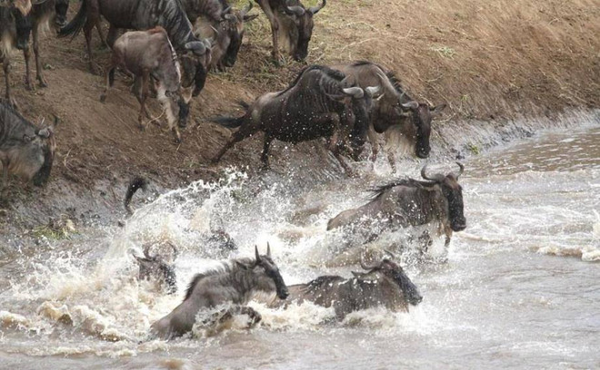 [Photo] Kỳ vĩ cảnh đàn linh dương đầu bò vượt qua sông cá sấu ảnh 5