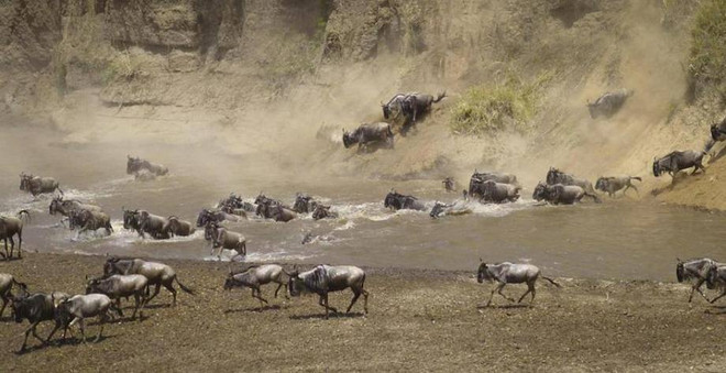 [Photo] Kỳ vĩ cảnh đàn linh dương đầu bò vượt qua sông cá sấu ảnh 6