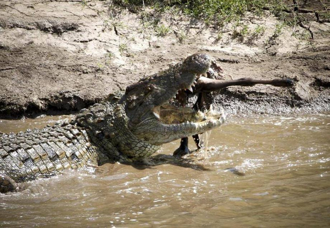[Photo] Kỳ vĩ cảnh đàn linh dương đầu bò vượt qua sông cá sấu ảnh 3