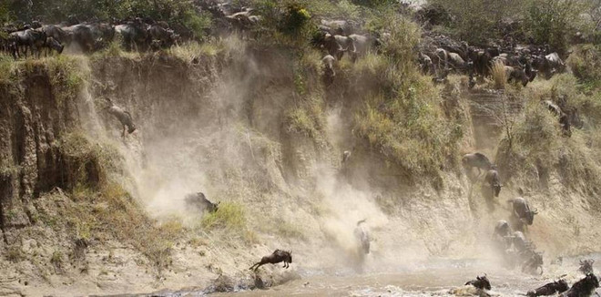 [Photo] Kỳ vĩ cảnh đàn linh dương đầu bò vượt qua sông cá sấu ảnh 4