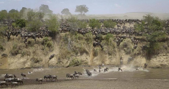 [Photo] Kỳ vĩ cảnh đàn linh dương đầu bò vượt qua sông cá sấu ảnh 7