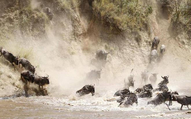 [Photo] Kỳ vĩ cảnh đàn linh dương đầu bò vượt qua sông cá sấu ảnh 1