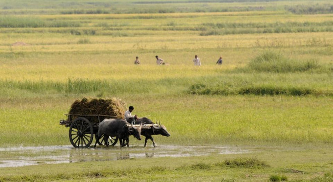Kinh hoàng với những vụ lột trần, thiêu sống "phù thủy" ở Ấn Độ ảnh 1