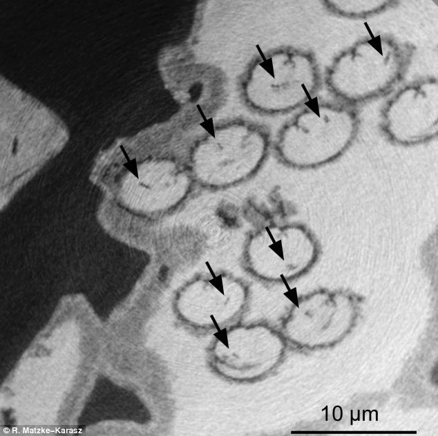 Tìm thấy mẫu tinh trùng hóa thạch có niên đại 17 triệu năm ảnh 1