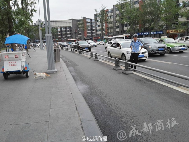 Cảnh sát giao thông cứu con mèo qua đường khiến dân mạng thích thú ảnh 3