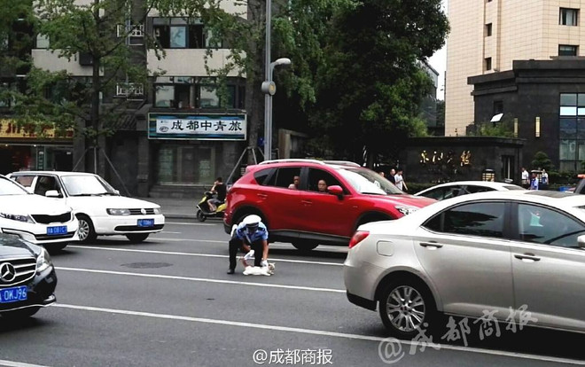 Cảnh sát giao thông cứu con mèo qua đường khiến dân mạng thích thú ảnh 1