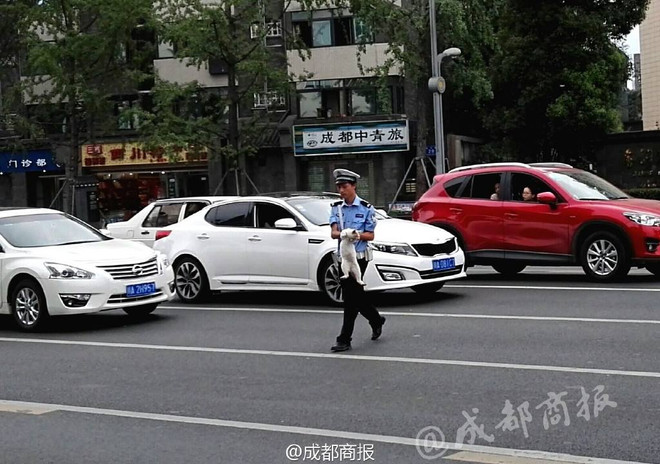 Cảnh sát giao thông cứu con mèo qua đường khiến dân mạng thích thú ảnh 2