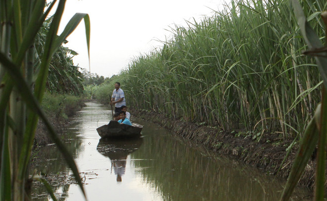 Biến đổi khí hậu​: Đồng bằng sông Cửu Long sẽ phải đắp đê biển? ảnh 1