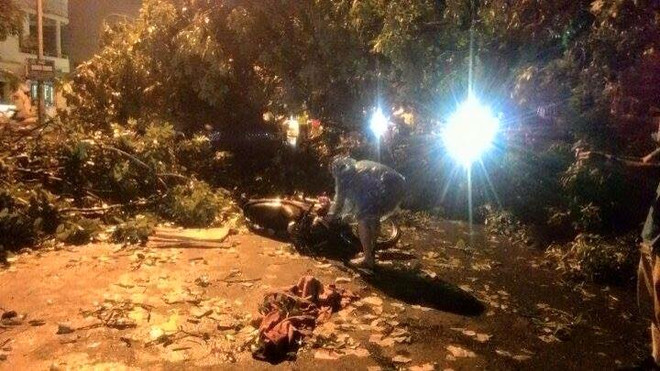 Hà Nội: Cây xà cừ lớn bật gốc đè chết người trên phố Nguyễn Du ảnh 1