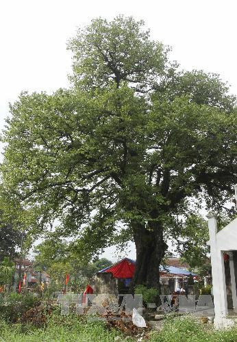 Công nhận di sản cho cây thị 523 tuổi và cây bàng 225 tuổi ảnh 3