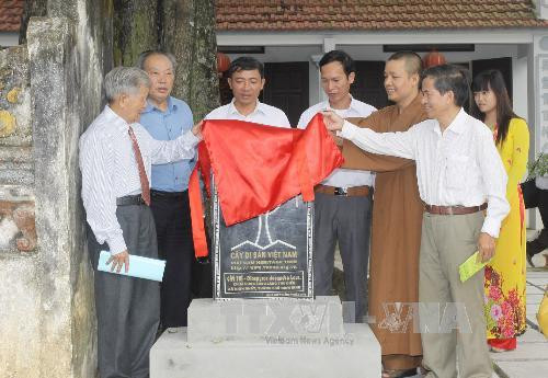 Công nhận di sản cho cây thị 523 tuổi và cây bàng 225 tuổi ảnh 2