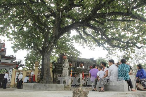 Công nhận di sản cho cây thị 523 tuổi và cây bàng 225 tuổi ảnh 1