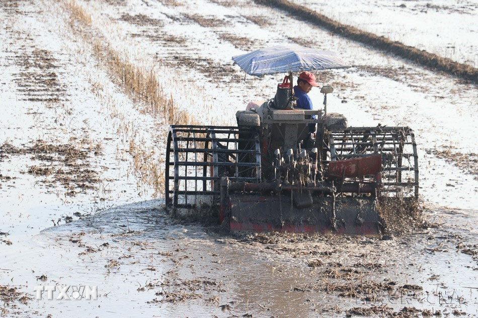 Thực hiện Chiến lược quốc gia về tăng trưởng xanh của Việt Nam, các biện pháp khuyến khích doanh nghiệp trong và ngoài nước tiếp cận và áp dụng mô hình nông nghiệp xanh, phát triển công nghiệp xanh. Trong ảnh: Cơ giới hóa 100 % khâu làm đất và thu hoạch lúa tại tỉnh Đồng Tháp. (Ảnh: TTXVN)