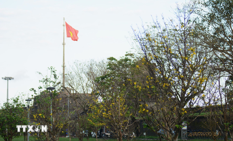 Sắc vàng nở rộ trong không gian cổ kính, trầm mặc của Đại Nội Huế tạo nên nét thơ mang hơi ấm của mùa Xuân. (Ảnh: Văn Dũng/TTXVN)