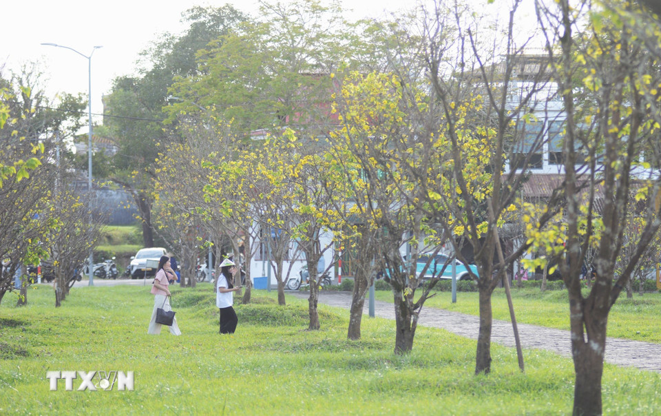 Người dân địa phương và du khách tìm đến vườn hoàng mai trước Đại nội để thong dong dạo bước, ngắm hoa và lưu giữ những khoảnh khắc đẹp đẽ trong không gian xuân vừa cổ kính vừa nên thơ. (Ảnh: Văn Dũng/TTXVN)