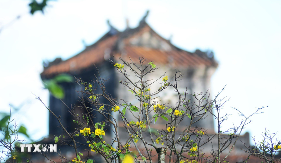 Sắc vàng nở rộ trong không gian cổ kính, trầm mặc của Đại Nội Huế tạo nên nét thơ mang hơi ấm của mùa Xuân. (Ảnh: Văn Dũng/TTXVN)