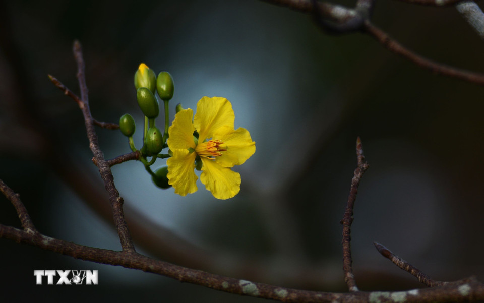 Hoàng mai có 5 cánh, vàng dịu trong vắt dưới ánh nắng sớm của buổi ban mai. (Ảnh: Văn Dũng/TTXVN)