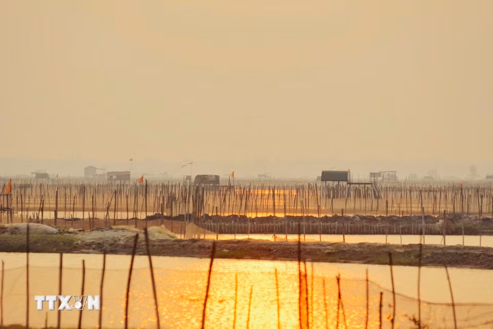 Phá Tam Giang như nhuộm một màu vàng óng ánh vào thời điểm bình minh. (Ảnh: Văn Dũng/TTXVN)