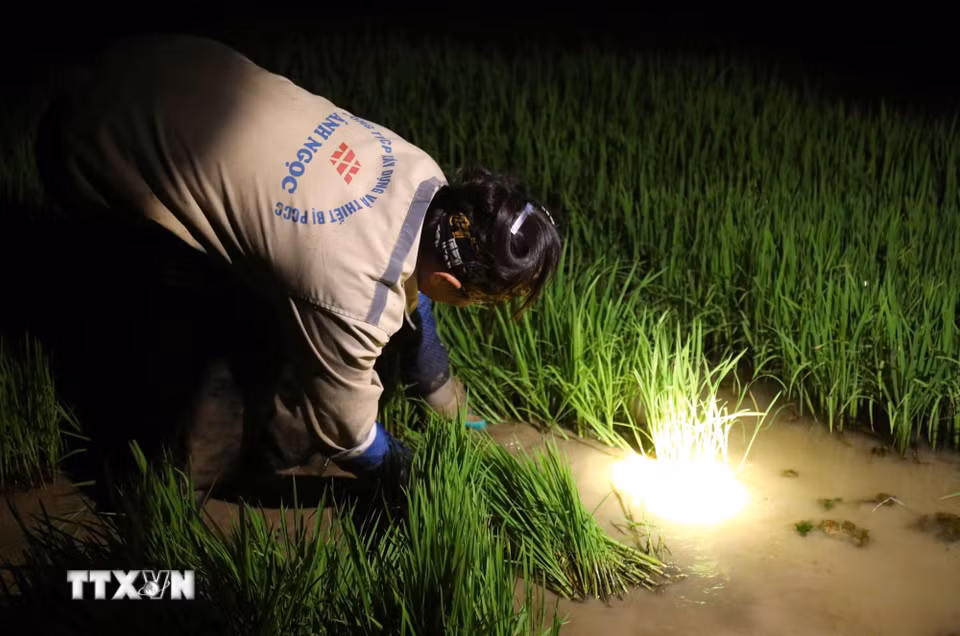 Phụ nữ cắt chân lúa non trên cánh đồng xã Tân Châu (Nghệ An) trong đêm khuya. (Ảnh: Xuân Tiến/TTXVN)