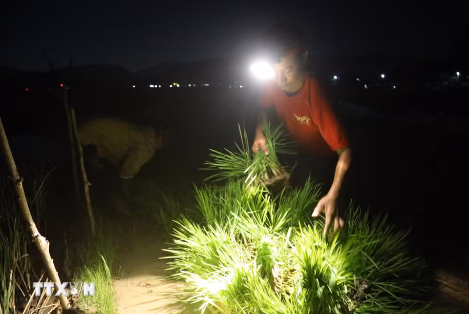 Hàng chục khóm lúa non đủ tuần tuổi, đang vào giai đoạn phát triển được nông dân chuyển lên tấm ván gỗ hoặc tấm xốp để vận chuyển ra ruộng cấy. (Ảnh: Xuân Tiến/TTXVN)