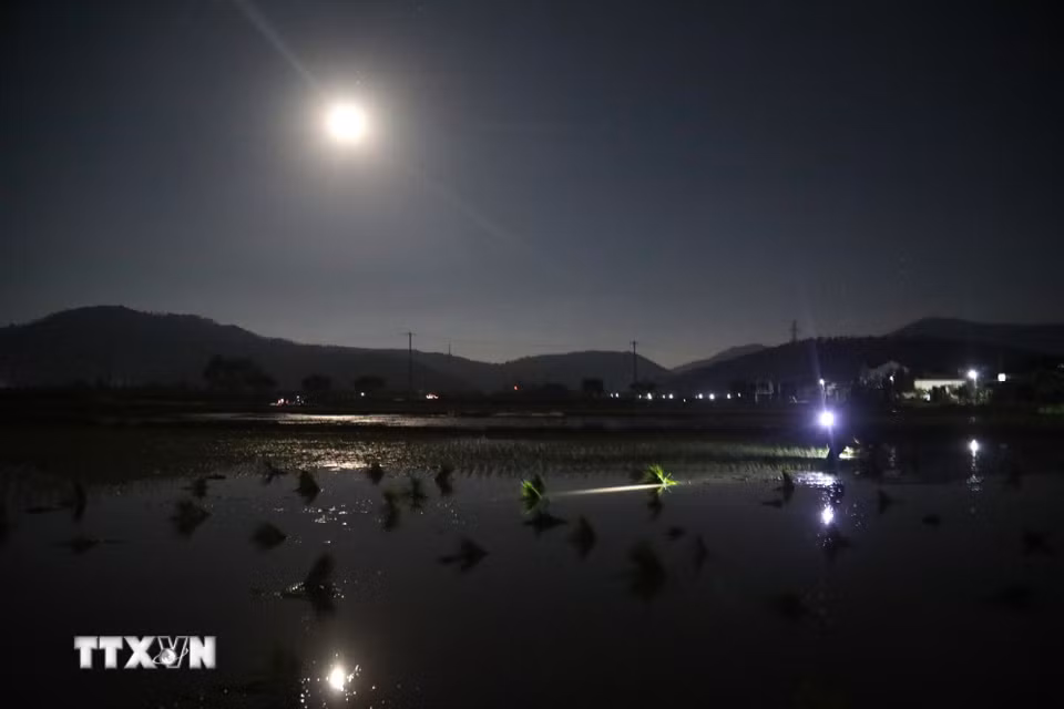Nông dân ra đồng cấy lúa vào đêm khuya. (Ảnh: Xuân Tiến/TTXVN)