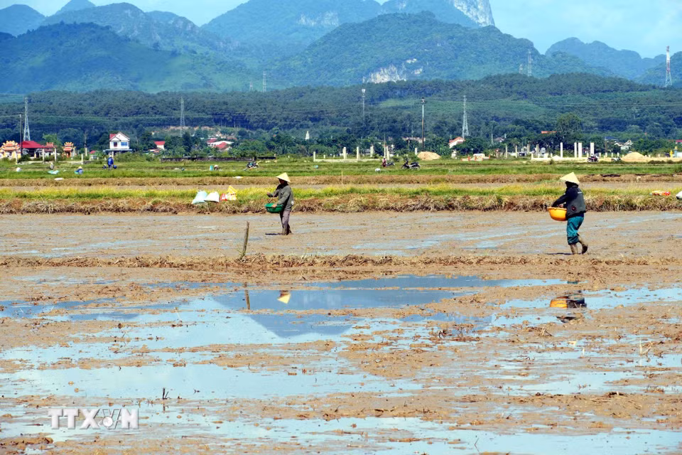Trên các cánh đồng sản xuất lúa vụ Hè Thu, người dân đã phải tranh thủ ra đồng làm việc từ sáng sớm hoặc chiều muộn, hạn chế tối đa thời gian tiếp xúc trực tiếp với nắng nóng giữa trưa. (Ảnh: Tá Chuyên/TTXVN)