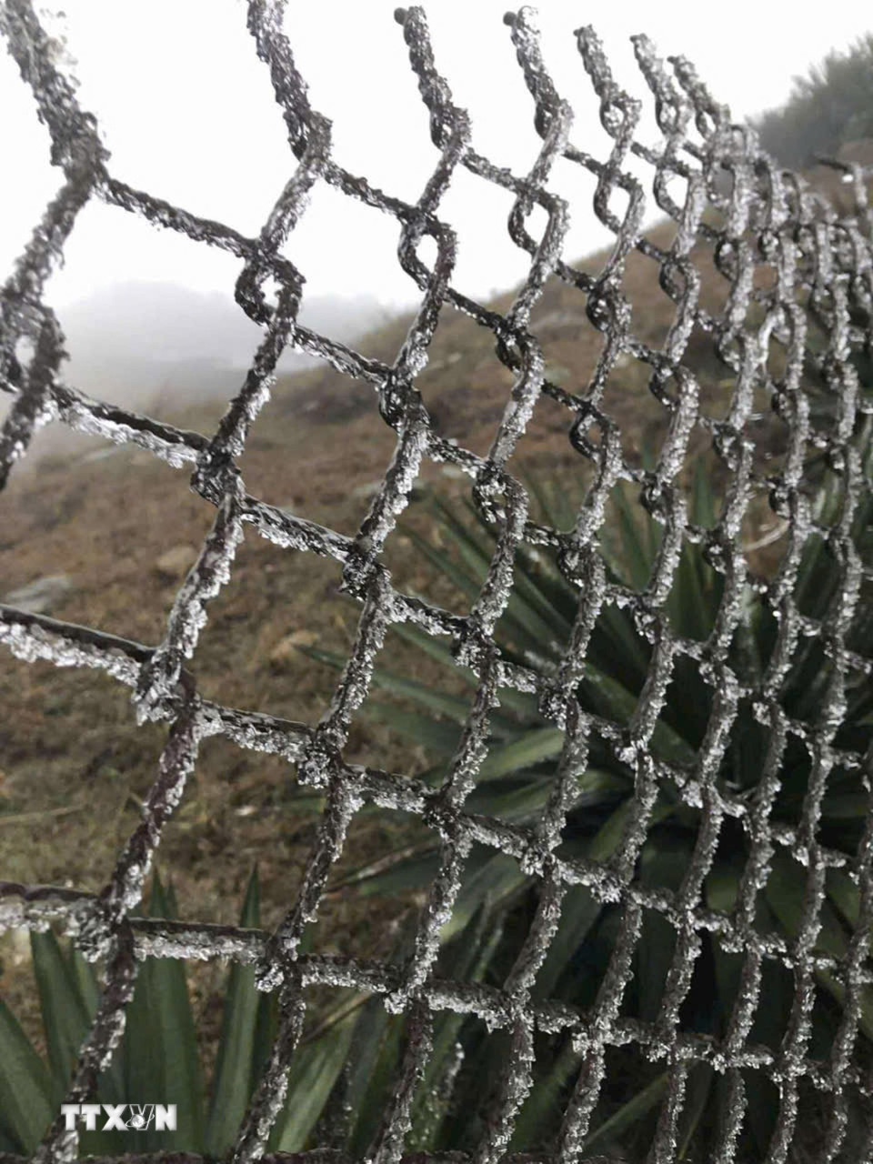 Mẫu Sơn xuất hiện hiện tượng băng giá. (Ảnh: TTXVN phát)