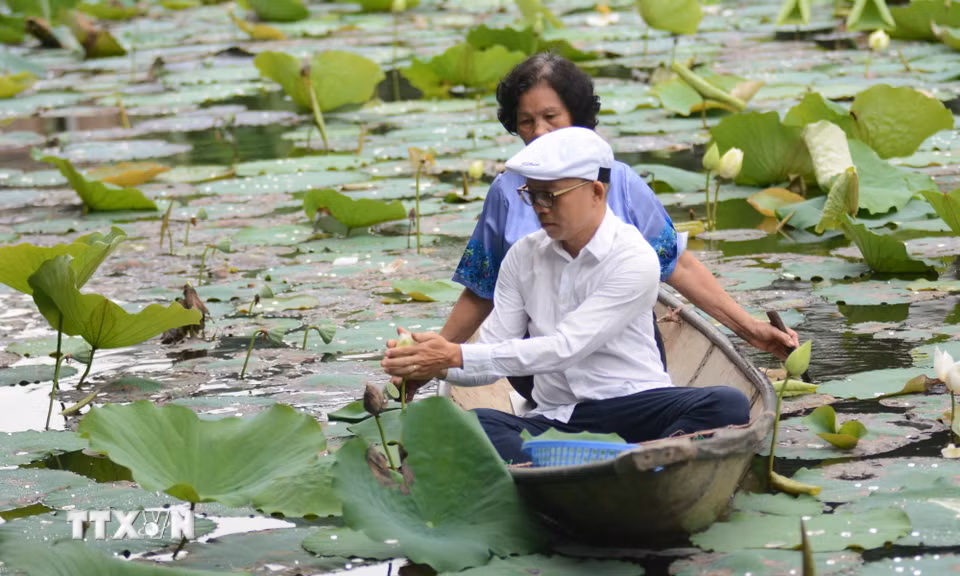 Người nghệ nhân phải dậy từ sáng sớm, tỉ mỉ chọn những bông hoa sen đủ tiêu chuẩn để ủ trà. (Ảnh: Văn Dũng/TTXVN)