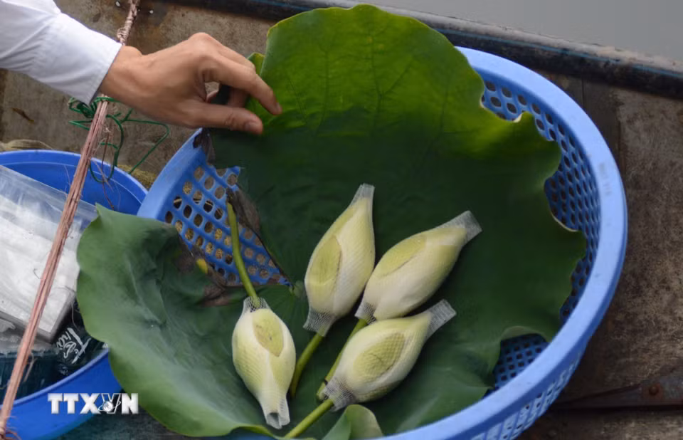 Bông hoa có chứa trà sen được thu hoạch sau một ngày ủ. (Ảnh: Văn Dũng/TTXVN)