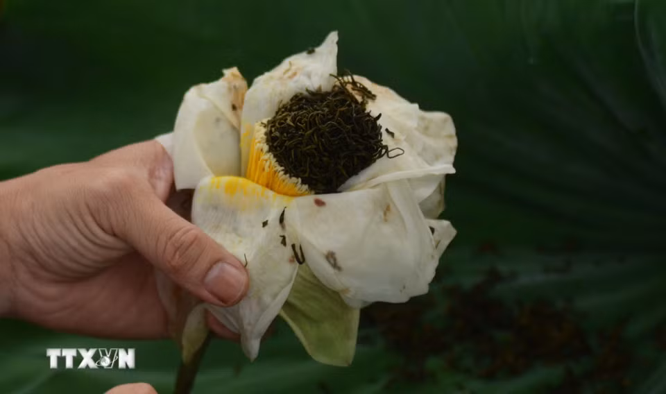 Trà được ủ trong sen Huế có mùi hương thanh khiết, dịu nhẹ. (Ảnh: Văn Dũng/TTXVN)