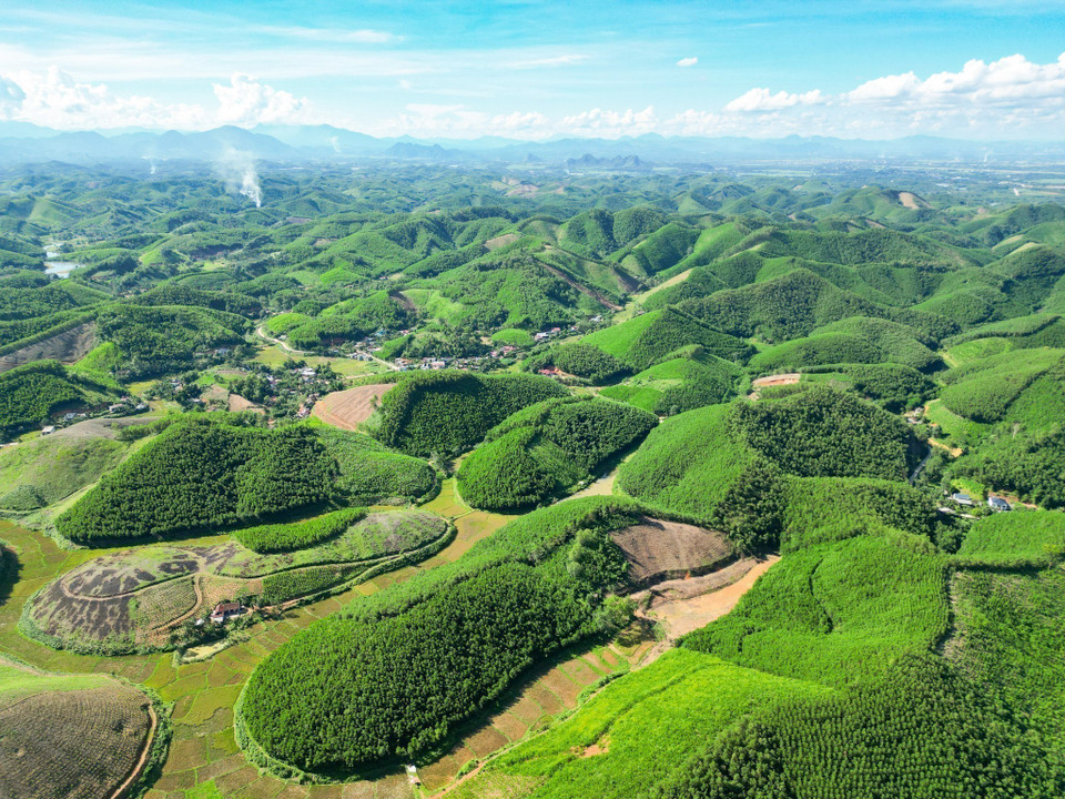 Đảng đã xác định rõ bảo vệ môi trường, ứng phó với biến đổi khí hậu và bảo tồn đa dạng sinh học là yêu cầu gắn liền với phát triển kinh tế-xã hội, không thể tách rời hay xem nhẹ. Trong ảnh: Mô hình trồng rừng keo tại huyện Triệu Sơn, tỉnh Thanh Hoá giúp hấp thụ lượng lớn CO₂, góp phần giảm phát thải khí nhà kính. (Ảnh: Lê Đông/TTXVN)