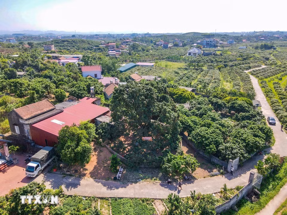 Cây vải tổ tại Bắc Ninh có tuổi đời hơn 100 năm tuổi, là biểu tượng văn hóa, ký ức và niềm tự hào của nhiều thế hệ người dân nơi đây. (Ảnh: Thanh Thương/TTXVN)