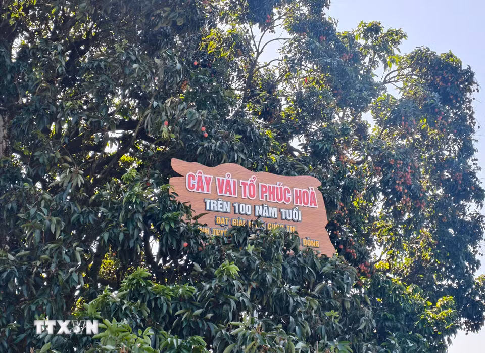 Cây vải tổ là niềm tự hào của người dân trồng vải Bắc Ninh. (Ảnh: Thanh Thương/TTXVN)