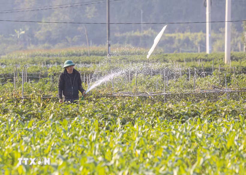 Nông dân xã Sam Mứn canh tác rau xanh tại vùng bãi ven sông Nậm Rốm. (Ảnh: Xuân Tư/TTXVN)