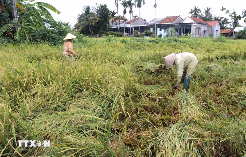 Lo sợ lúa ngã đổ bị nảy mầm, nông dân tranh thủ thu hoạch khi hết mưa. (Ảnh: Đinh Hương/TTXVN)