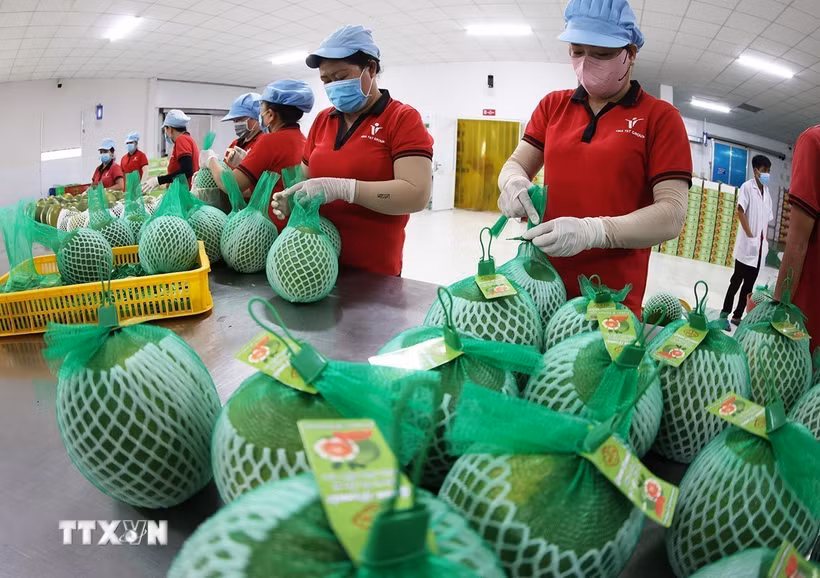 Đóng gói, bảo quản sản phẩm bưởi da xanh xuất khẩu ở nhà máy của Công ty Vina T&T Group Bến Tre, tỉnh Vĩnh Long. (Ảnh: Vũ Sinh/TTXVN)