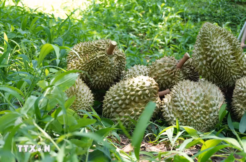 Sầu riêng. (Ảnh: Nguyễn Dũng/TTXVN)