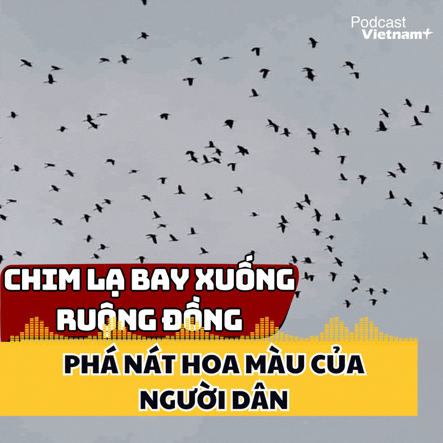 Hàng nghìn chim lạ bay xuống ruộng đồng, phá nát hoa màu của người dân ở Hà Tĩnh