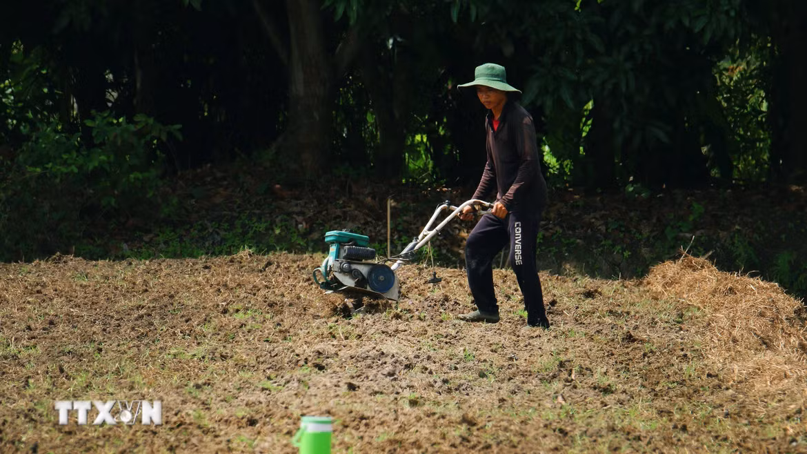 Người dân xã Tân Hòa, thành phố Cần Thơ chuyển đổi cây trồng ứng phó nguy cơ thiếu nguồn nước ngọt. (Ảnh: Duy Khương/TTXVN)